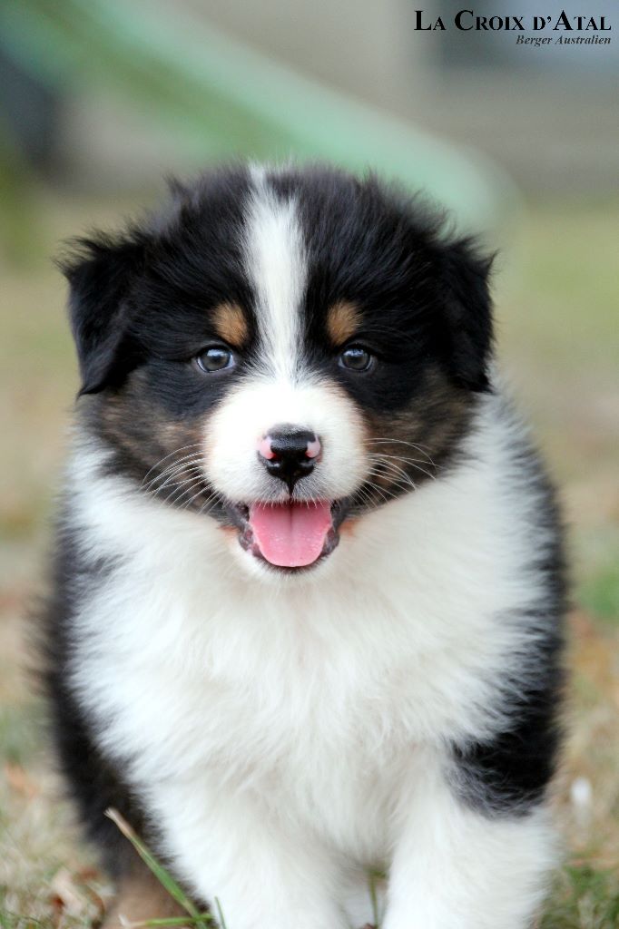 de la Croix d'Atal - Berger Australien - Portée née le 20/07/2018