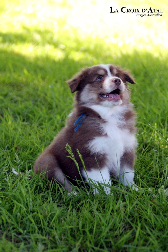 de la Croix d'Atal - Berger Australien - Portée née le 24/03/2019
