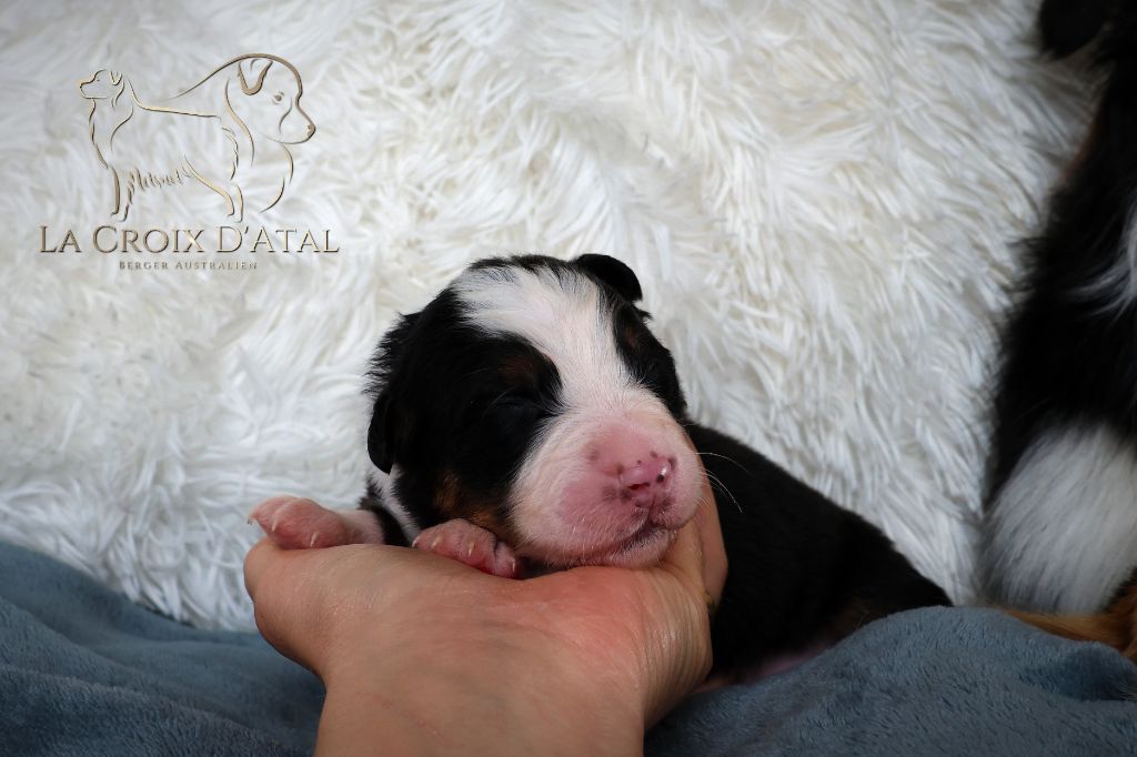 de la Croix d'Atal - Chiots disponibles - Berger Australien