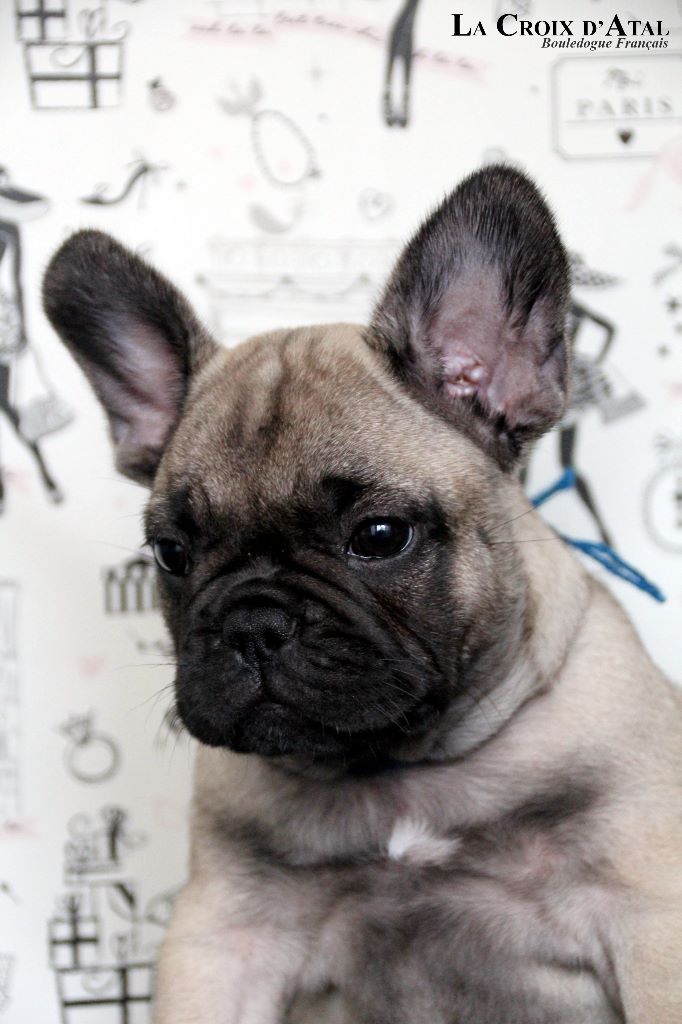 de la Croix d'Atal - Bouledogue français - Portée née le 28/07/2019