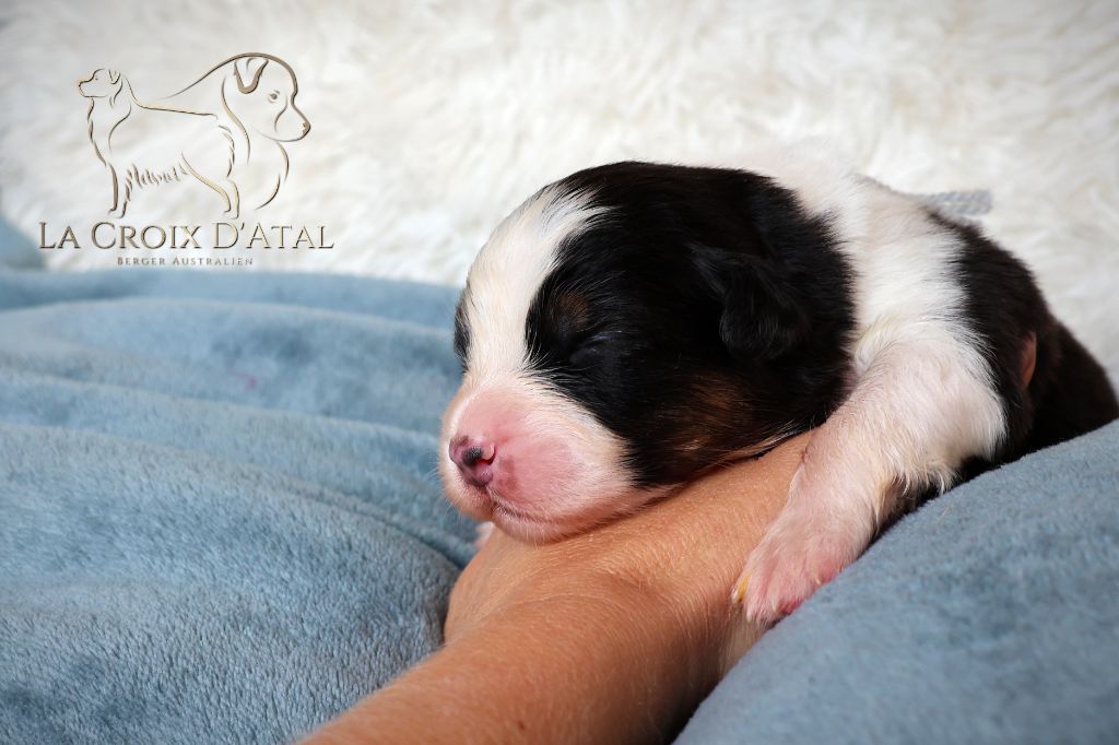 de la Croix d'Atal - Chiots disponibles - Berger Australien