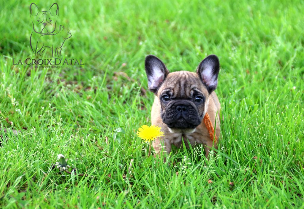 de la Croix d'Atal - Chiots disponibles - Bouledogue français