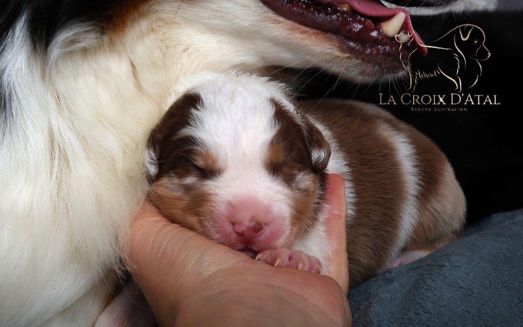de la Croix d'Atal - Chiots disponibles - Berger Australien