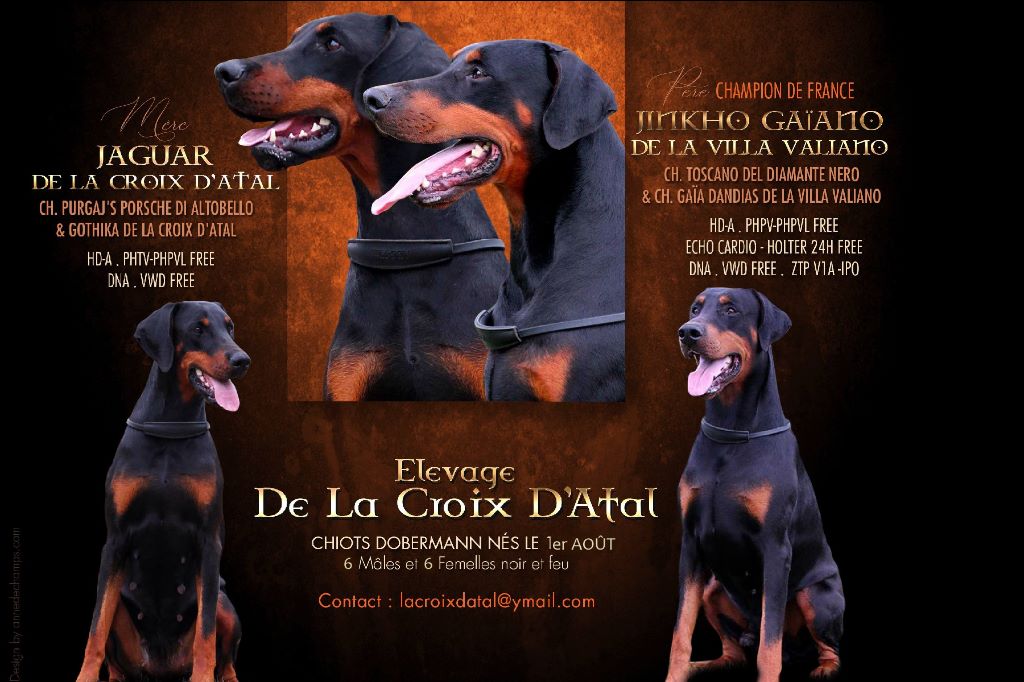 Chiot Dobermann de la Croix d'Atal