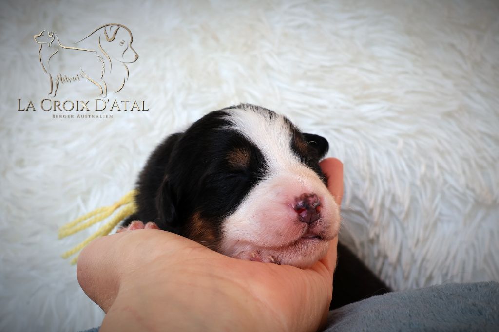 de la Croix d'Atal - Chiots disponibles - Berger Australien