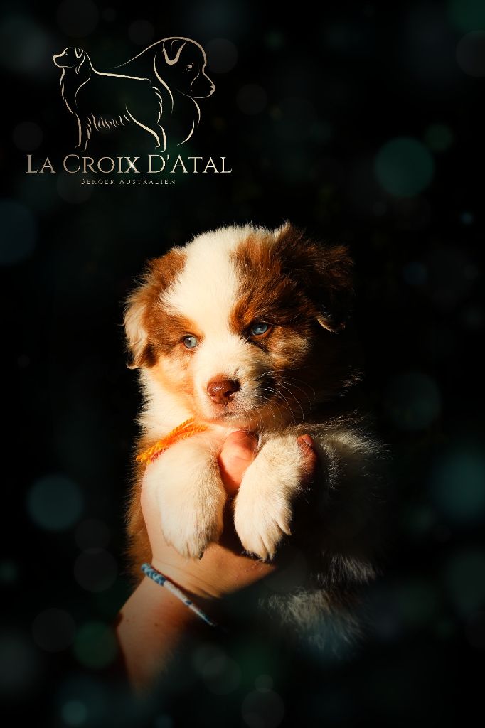 de la Croix d'Atal - Berger Australien - Portée née le 26/08/2025