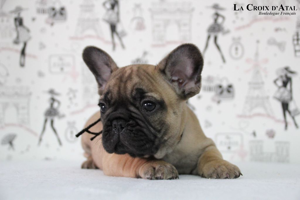 de la Croix d'Atal - Bouledogue français - Portée née le 09/03/2017