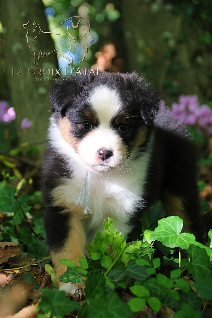 de la Croix d'Atal - Chiots disponibles - Berger Australien