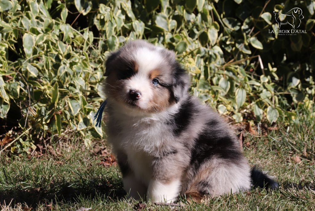 de la Croix d'Atal - Berger Australien - Portée née le 06/09/2021