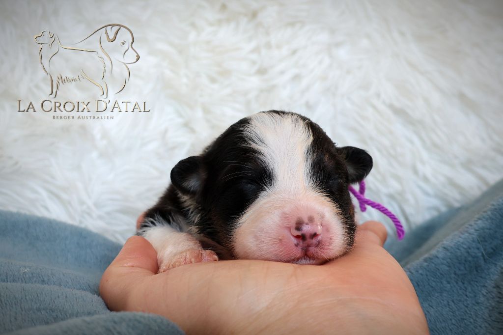 de la Croix d'Atal - Chiots disponibles - Berger Australien