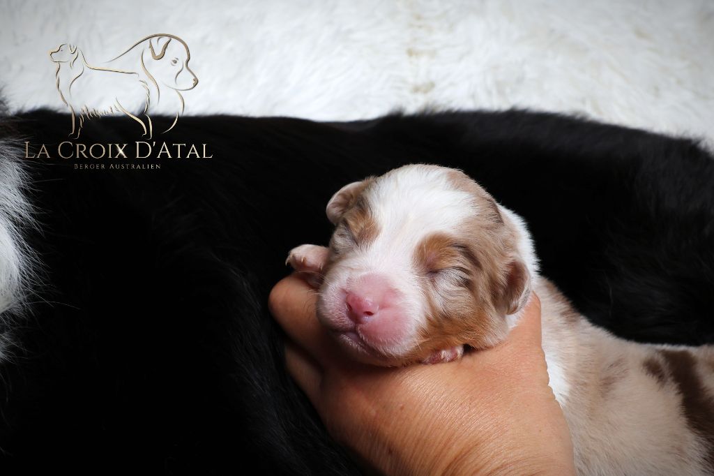 de la Croix d'Atal - Chiots disponibles - Berger Australien