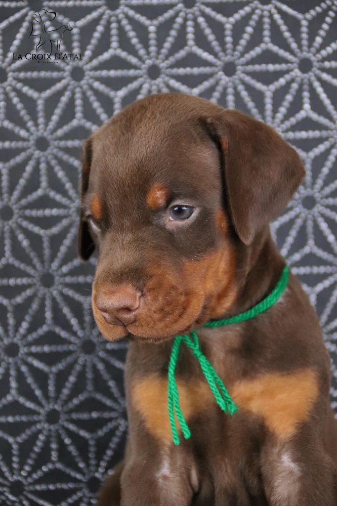 de la Croix d'Atal - Dobermann - Portée née le 08/05/2022