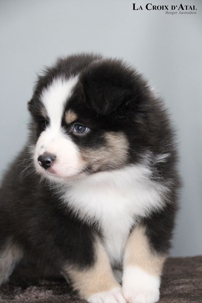 de la Croix d'Atal - Berger Australien - Portée née le 13/01/2019